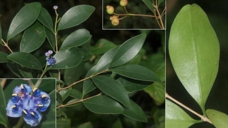 Three new plant species discovered in Nui Chua National Park